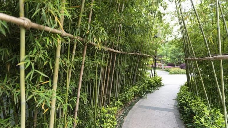Miyawaki Urban Forest