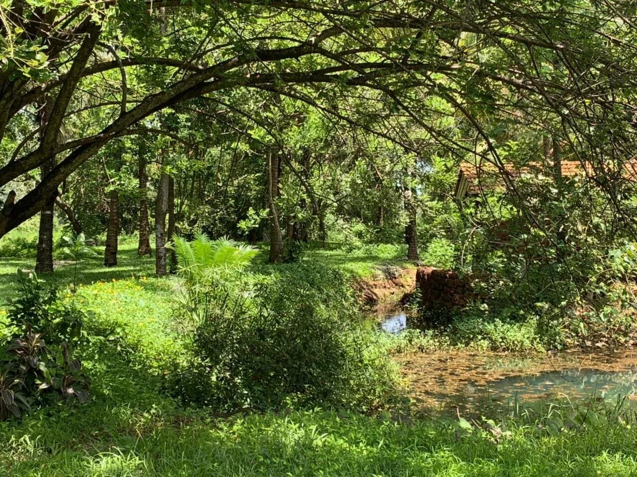 Dense Native Forest