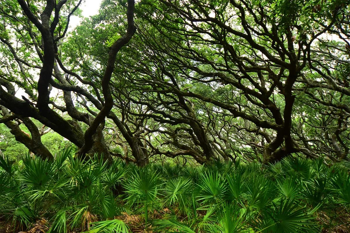Green Miyawaki Plantation