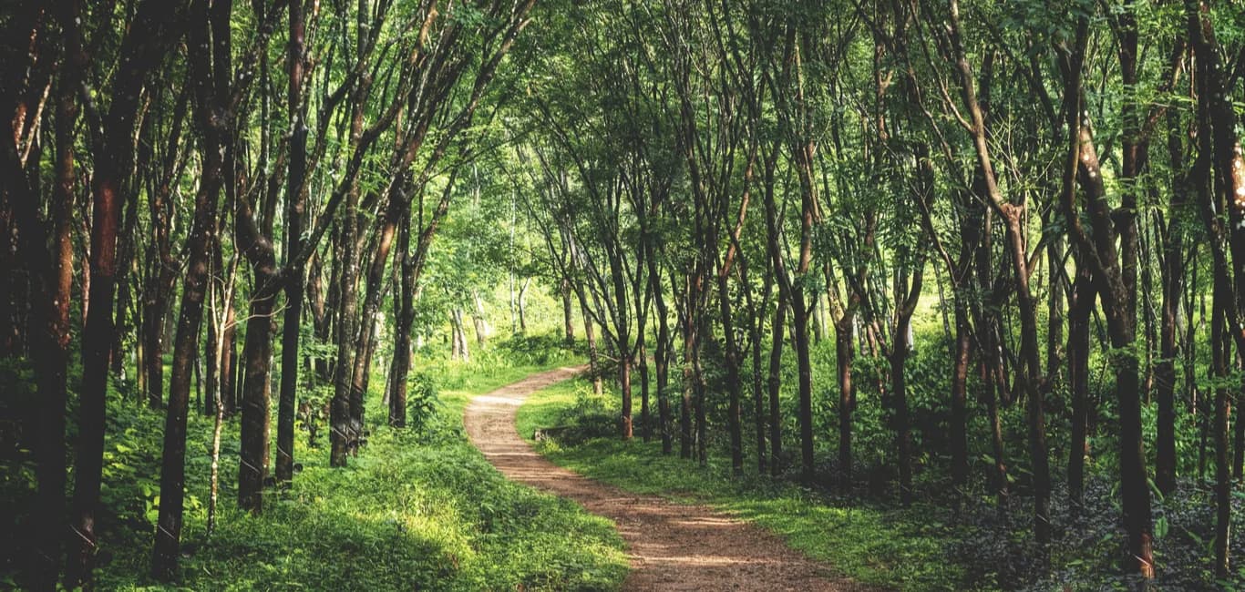 Thriving Forest Ecosystem